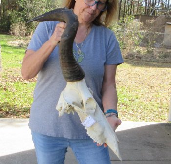 18 inch Red Hartebeest Skull 19-1/2 inch horns for sale
