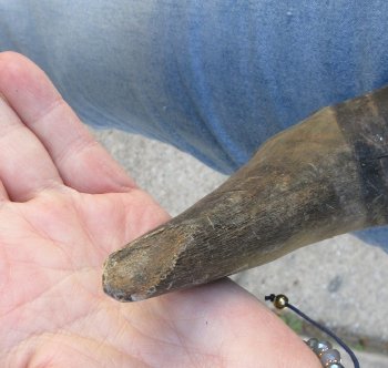 18 inch Red Hartebeest Skull 19-1/2 inch horns for sale