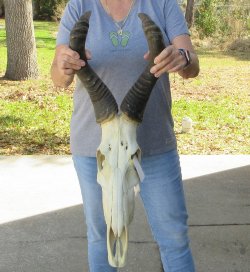 17 inch Red Hartebeest Skull 21-1/2 inch horns for sale