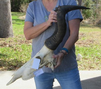 17 inch Red Hartebeest Skull 21-1/2 inch horns for sale