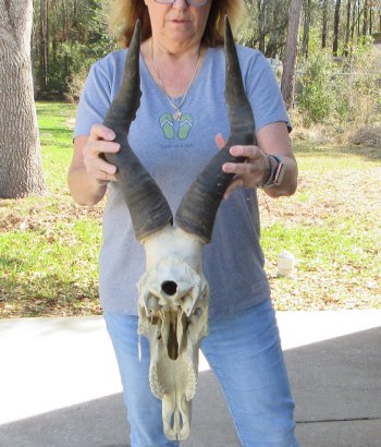 17 inch Red Hartebeest Skull 21-1/2 inch horns for sale