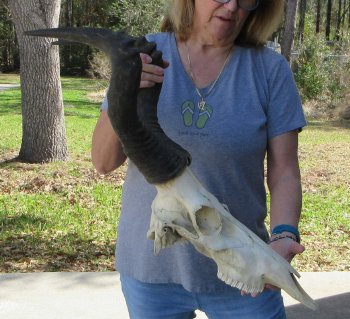 17 inch Red Hartebeest Skull 21-1/2 inch horns for sale