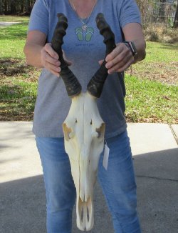 16 inch Red Hartebeest Skull 17-1/2 inch horns for sale