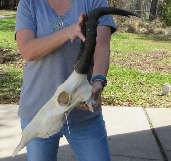 16 inch Red Hartebeest Skull 17-1/2 inch horns for sale
