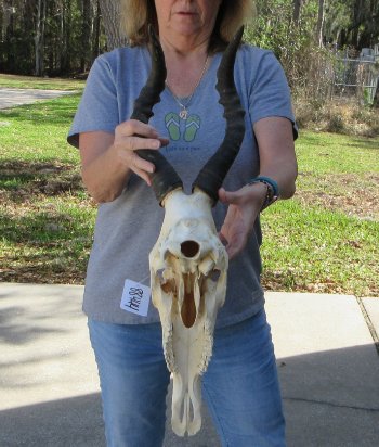 16 inch Red Hartebeest Skull 17-1/2 inch horns for sale