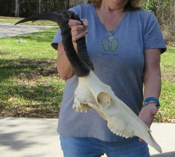 16 inch Red Hartebeest Skull 17-1/2 inch horns for sale