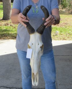 16 inch Red Hartebeest Skull 16 inch horns for sale