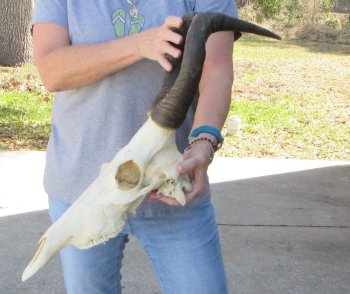 16 inch Red Hartebeest Skull 16 inch horns for sale
