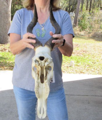16 inch Red Hartebeest Skull 16 inch horns for sale