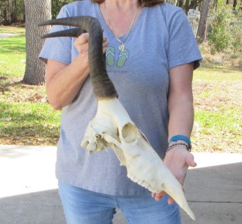 16 inch Red Hartebeest Skull 16 inch horns for sale