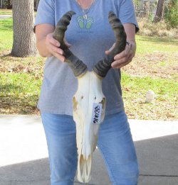 15-1/2 inch Red Hartebeest Skull 18-1/2 inch horns for sale