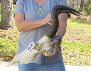 15-1/2 inch Red Hartebeest Skull 18-1/2 inch horns for sale