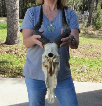 15-1/2 inch Red Hartebeest Skull 18-1/2 inch horns for sale