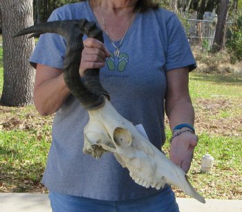 15-1/2 inch Red Hartebeest Skull 18-1/2 inch horns for sale