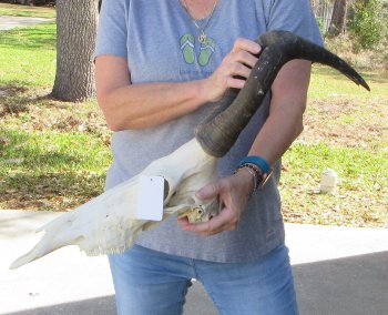 16 inch Red Hartebeest Skull 17 inch horns for sale