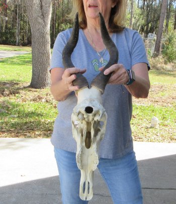 16 inch Red Hartebeest Skull 17 inch horns for sale