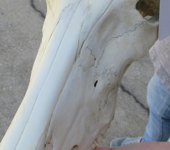 16 inch Red Hartebeest Skull 17 inch horns for sale