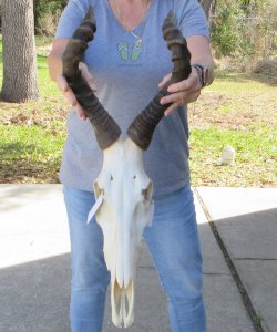 16-1/2 inch Red Hartebeest Skull 18 inch horns for sale