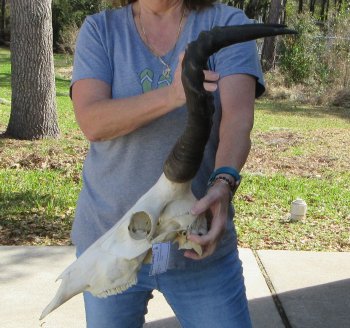 16-1/2 inch Red Hartebeest Skull 18 inch horns for sale