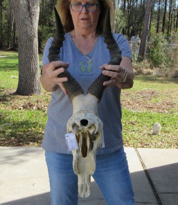 16-1/2 inch Red Hartebeest Skull 18 inch horns for sale