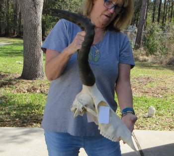 16-1/2 inch Red Hartebeest Skull 18 inch horns for sale