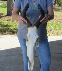 16 inch Red Hartebeest Skull for sale