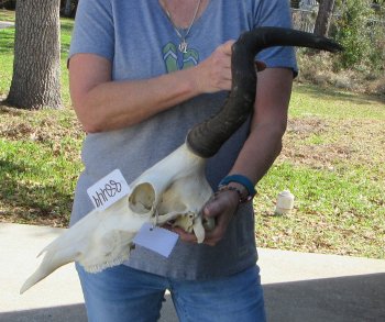 16 inch Red Hartebeest Skull 16 inch horns for sale