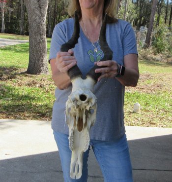 16 inch Red Hartebeest Skull 16 inch horns for sale