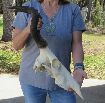 16 inch Red Hartebeest Skull 16 inch horns for sale