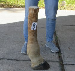 26 inch tall Giraff...