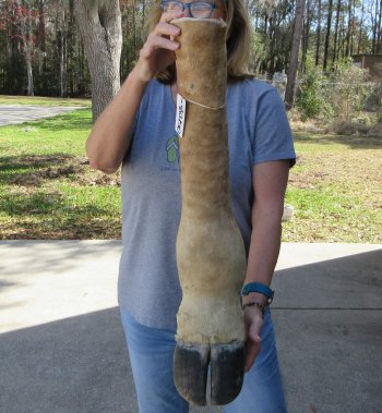 26 inch tall Giraffe Foot Mount