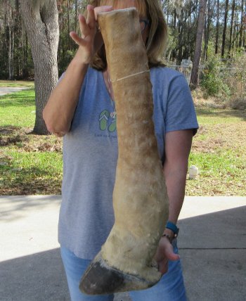 26 inch tall Giraffe Foot Mount