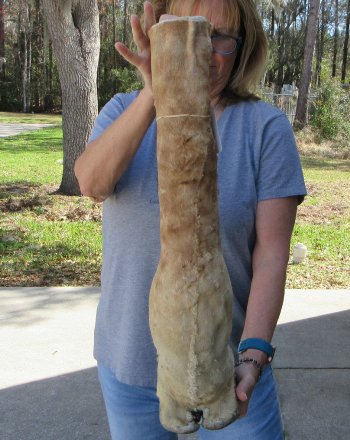 26 inch tall Giraffe Foot Mount