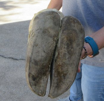 26 inch tall Giraffe Foot Mount