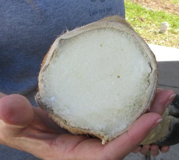 26 inch tall Giraffe Foot Mount