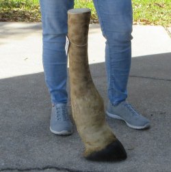 25 inch tall Giraff...