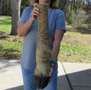 25 inch tall Giraffe Foot Mount