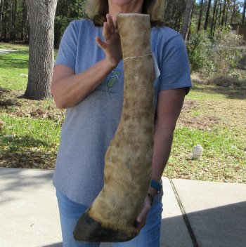 25 inch tall Giraffe Foot Mount