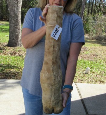 25 inch tall Giraffe Foot Mount