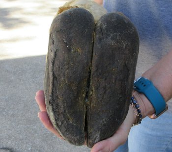 25 inch tall Giraffe Foot Mount