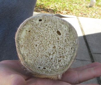 25 inch tall Giraffe Foot Mount