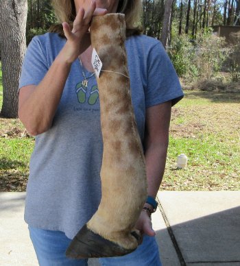 23 inch tall Giraffe Foot Mount