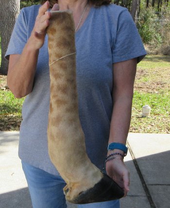 23 inch tall Giraffe Foot Mount