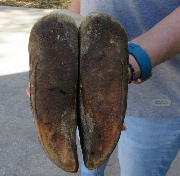 23 inch tall Giraffe Foot Mount