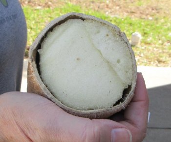 23 inch tall Giraffe Foot Mount