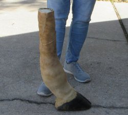 23-1/2 inch tall Gi...