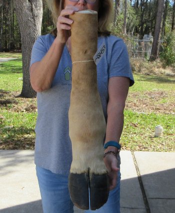 23-1/2 inch tall Giraffe Foot Mount