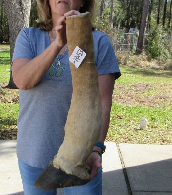 23-1/2 inch tall Giraffe Foot Mount