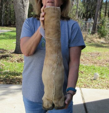 23-1/2 inch tall Giraffe Foot Mount