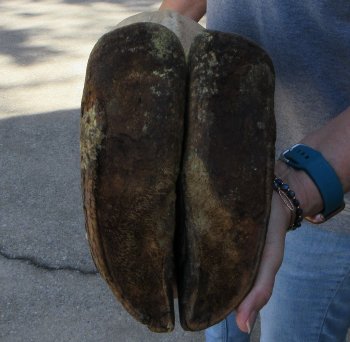 23-1/2 inch tall Giraffe Foot Mount